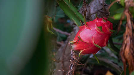 Close up of a ripe dragon fruit on the treeの写真素材