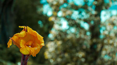 Close-up of blooming tropical flowersの写真素材