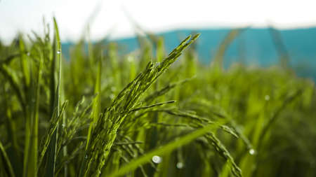 Close up of beautiful rice and dew in the morningの写真素材