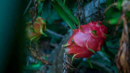 Close up of a ripe dragon fruit on the treeの写真素材