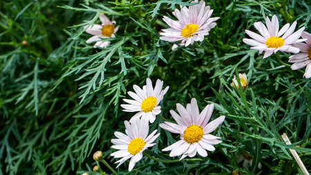 Close-up of blooming tropical flowersの写真素材
