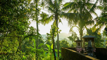 Tropical countryside landscape in the morningの写真素材