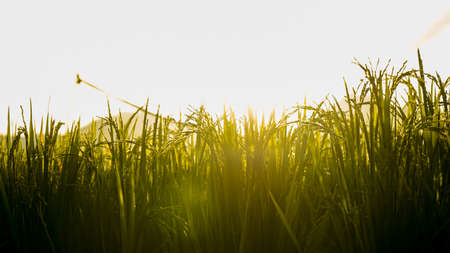 Close up of beautiful rice and dew in the morningの写真素材
