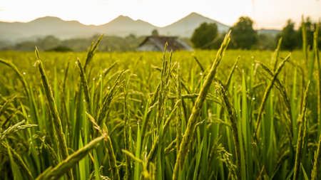 Close up of beautiful rice and dew in the morningの写真素材