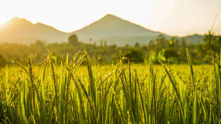 Close up of beautiful rice and dew in the morningの写真素材