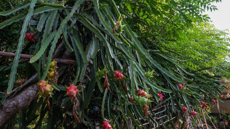 Close up of a ripe dragon fruit on the treeの写真素材