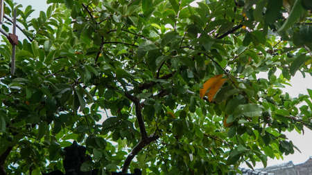 Close up of guava fruit from the treeの写真素材