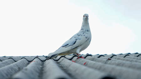 Close-up of petsの写真素材