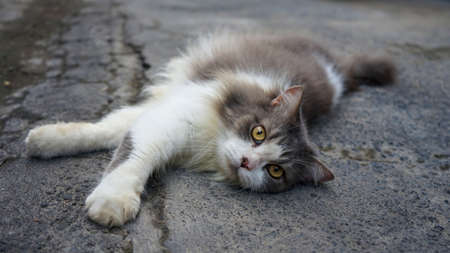 Close-up of petsの写真素材