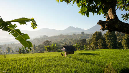 Rice field landscape in the countryside in the morningの写真素材