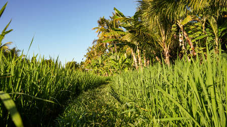 Rice field landscape in the countryside in the morningの写真素材