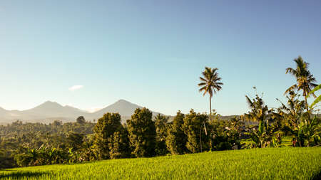 Rice field landscape in the countryside in the morningの写真素材