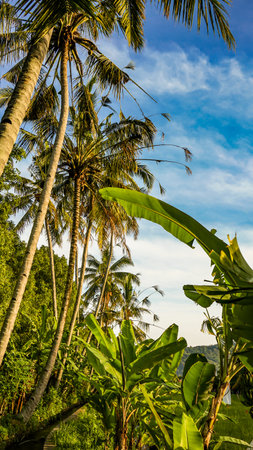 Landscape Beautiful view of tropical countryside in the morningの写真素材