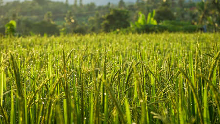 Beautiful rice and morning dewの写真素材