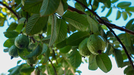 Guava fruit on a tree in the morningの写真素材
