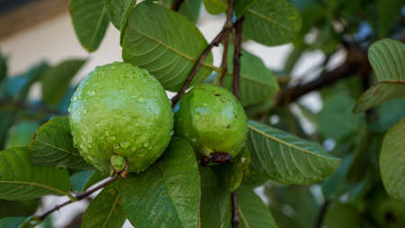 Guava fruit on a tree in the morningの写真素材