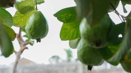 Guava fruit on a tree in the morningの写真素材