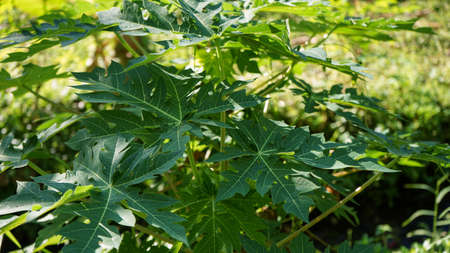Close up of plant leaves in the morningの写真素材