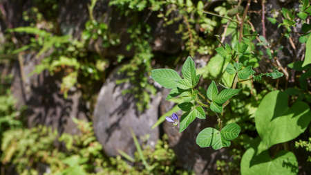Close up of plant leaves in the morningの写真素材