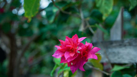 Close up of flowers that are blooming in the morningの写真素材