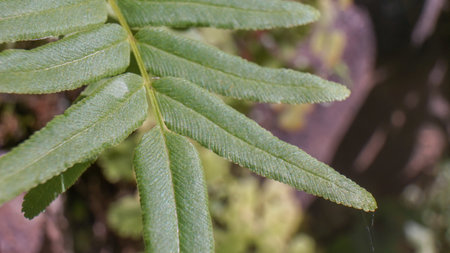 Close up of plant leaves in the morningの写真素材
