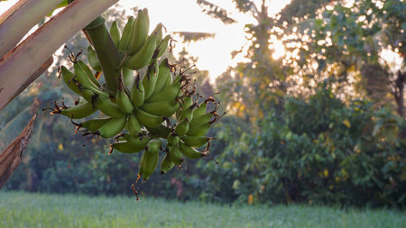 Star fruit on the tree in the morningの写真素材