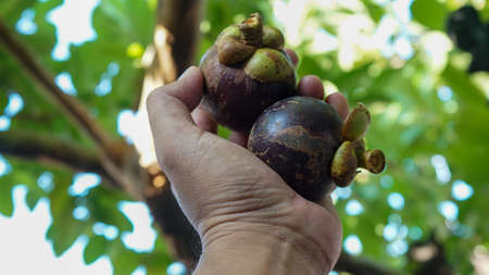 Close up of fresh fruit on the tableの写真素材