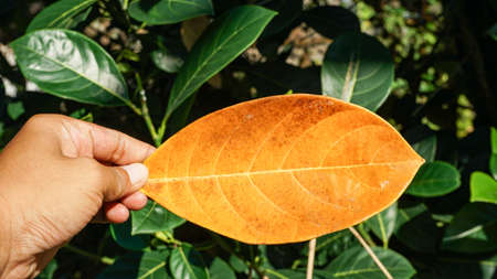 Full Frame Background of leaves and skyの写真素材