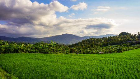 Rice field landscape in the countryside with a mountain backgroundの写真素材
