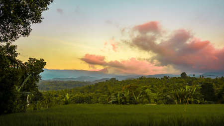 Rice field landscape in the countryside with a mountain backgroundの写真素材