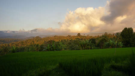 Rice field landscape in the countryside with a mountain backgroundの写真素材