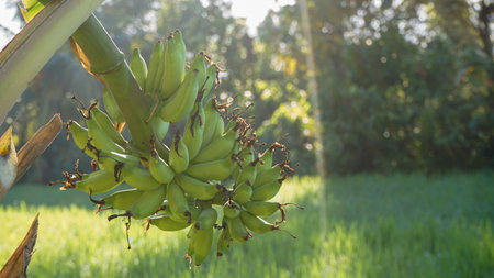 Close up of fruits and vegetables on the tableの写真素材