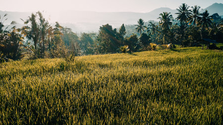 Beautiful rice field at Chiangmai province, Thailand.の写真素材