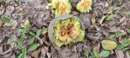 Green fruit on the ground in the garden, stock photoの写真素材