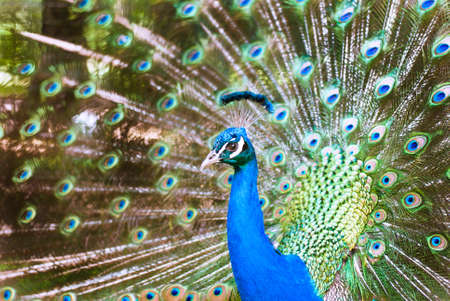 Peacock in the garden の写真素材
