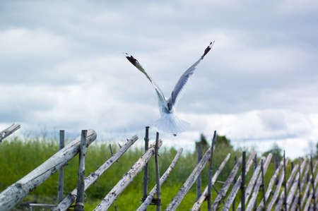 Seagull flying away flap its wings の写真素材