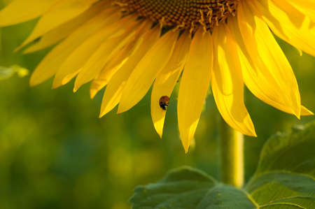 Ladybug on a flower on a sunny day の写真素材