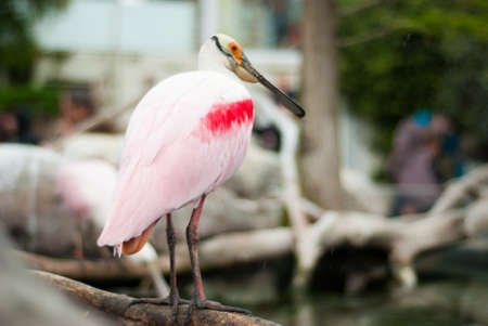 EspÃ¡tula Rosadaの写真素材