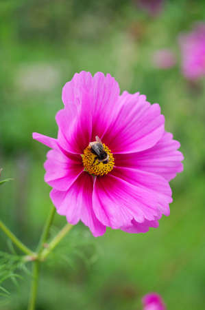 Bee on pink flowerの写真素材