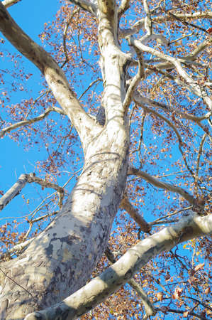 Big tree in blue skyの写真素材