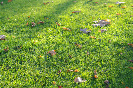 Green ground patternの写真素材