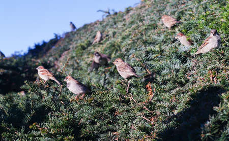 Sparrows in the parkの写真素材