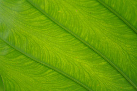 green leaf pattern