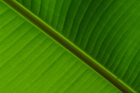 banana green leaf pattern