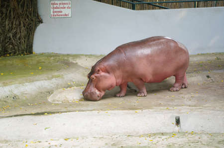 Hippo in the zoo