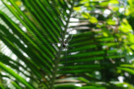 big spider on its webの写真素材