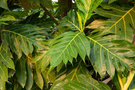fresh green breadfruit leaves texture, jagged leaves pattern background, tropical foliage pattern...