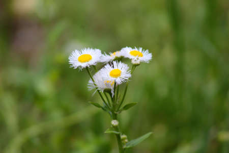 Daisy Dancing In The Windの写真素材