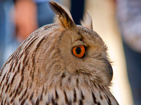 Buho Real, Real Owl, Bubo buboの写真素材