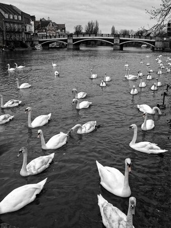 Swan Lake in Etonの写真素材